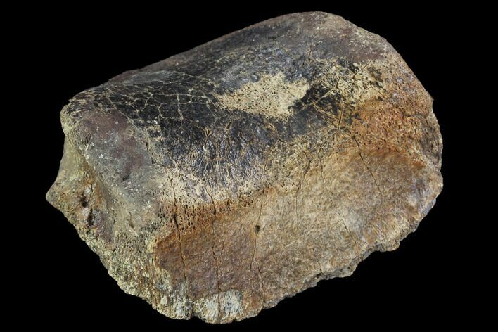 Hadrosaur Foot Bone - Alberta (Disposition #-) #100533